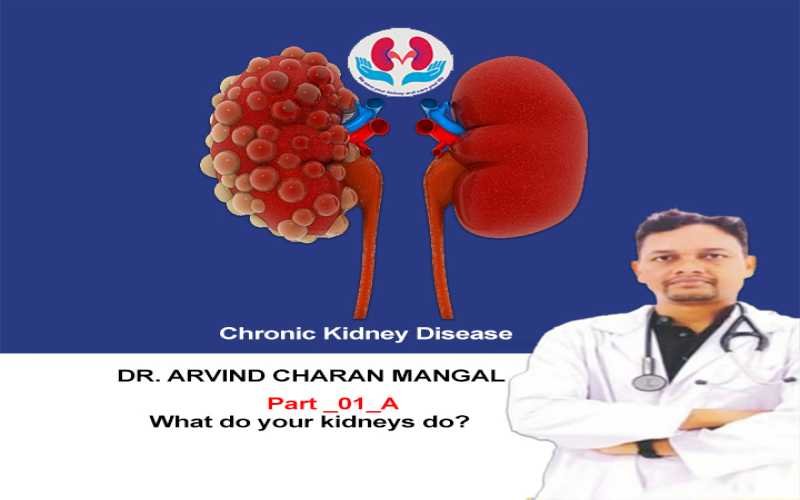 What do your kidneys do?(Overviews_Part_01_B)