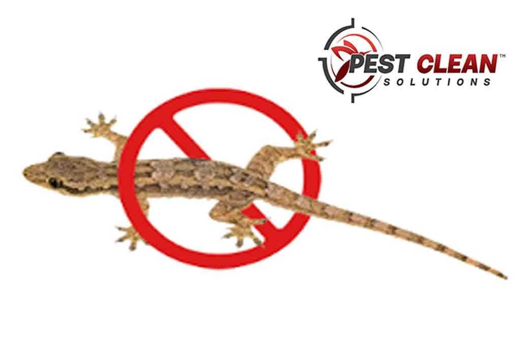 Pest Control for Lizards