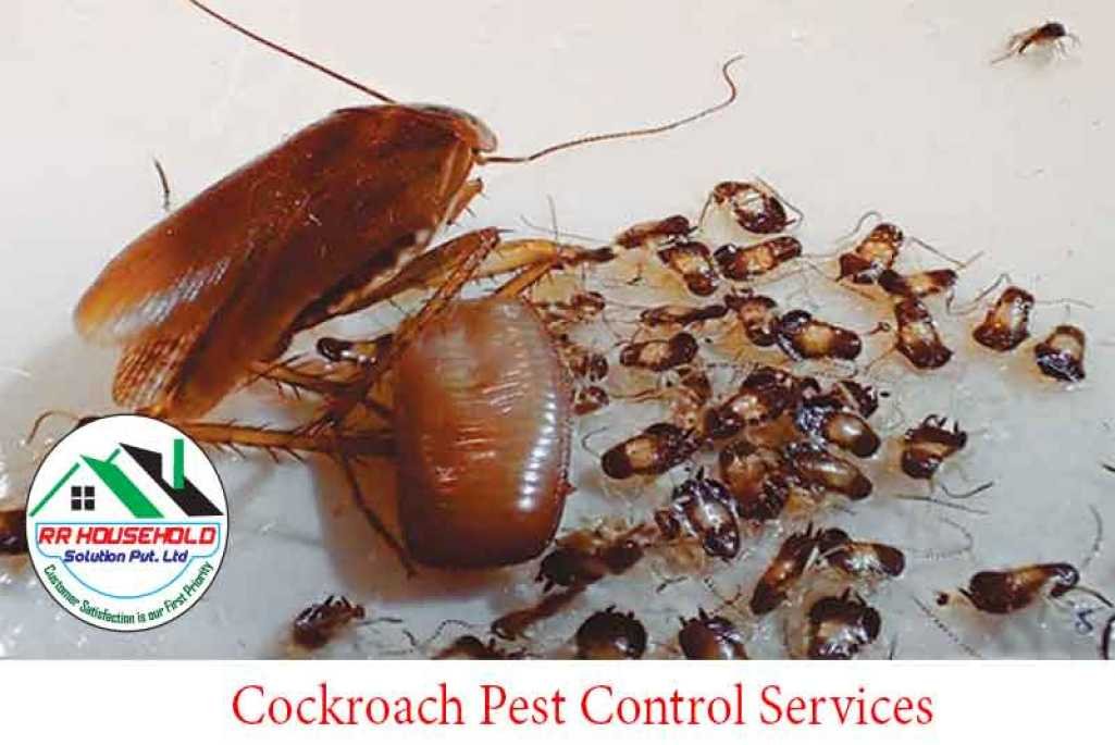 Cockroach Pest Control