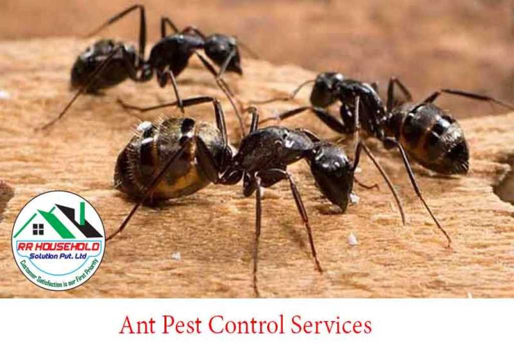 Ant Pest Control