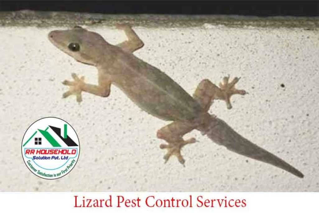 Lizard Pest Control Details