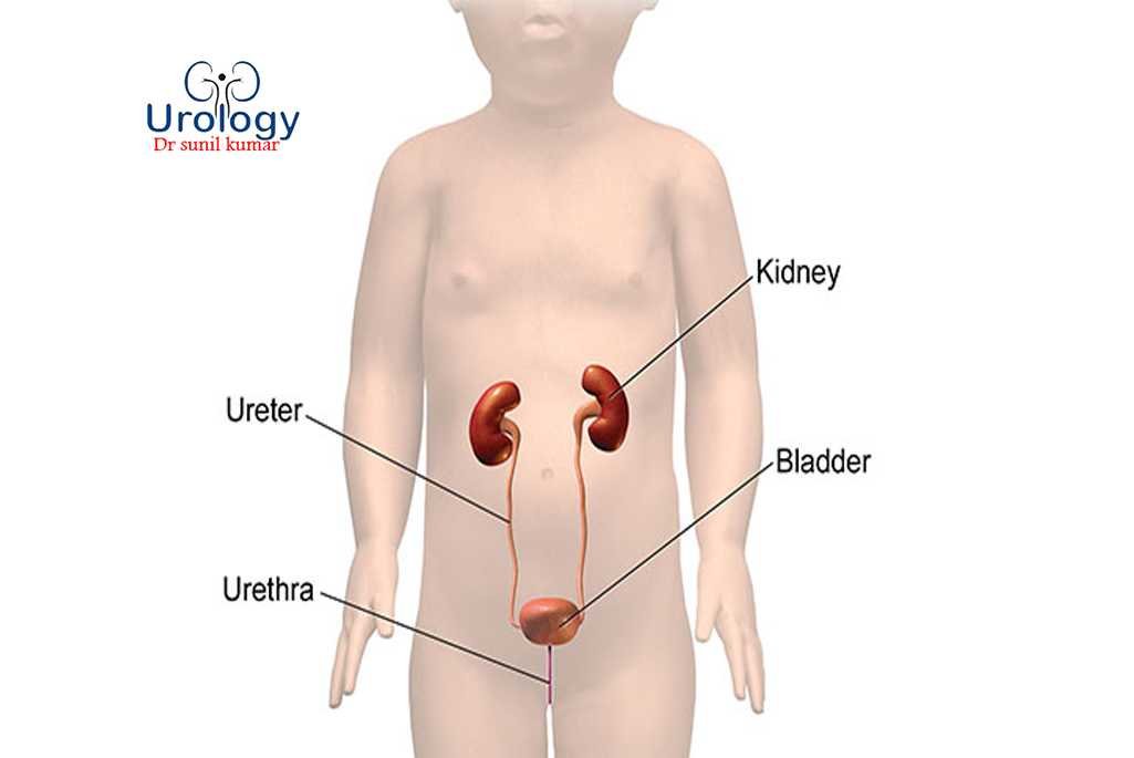 Pediatric Urology