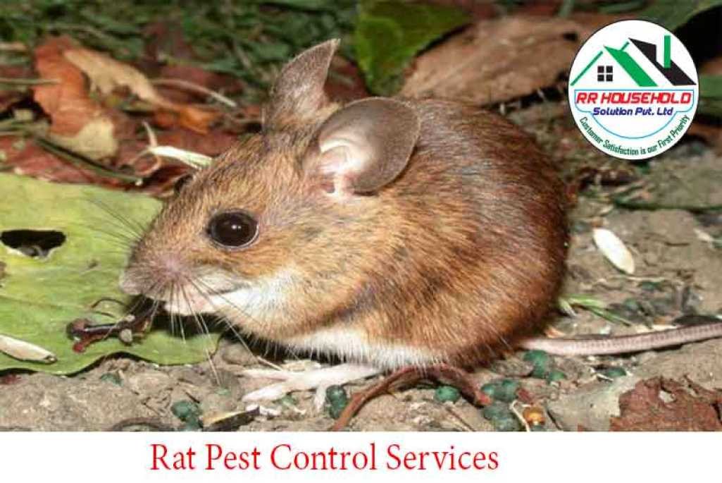 Rat Pest Control