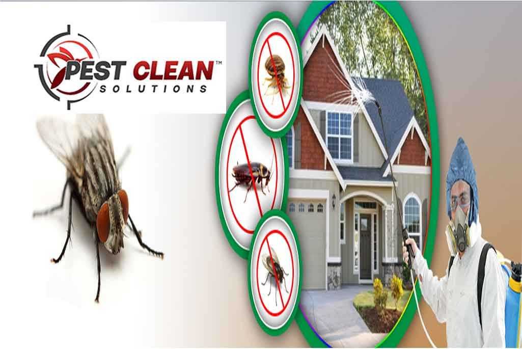 Pest Control for Flies