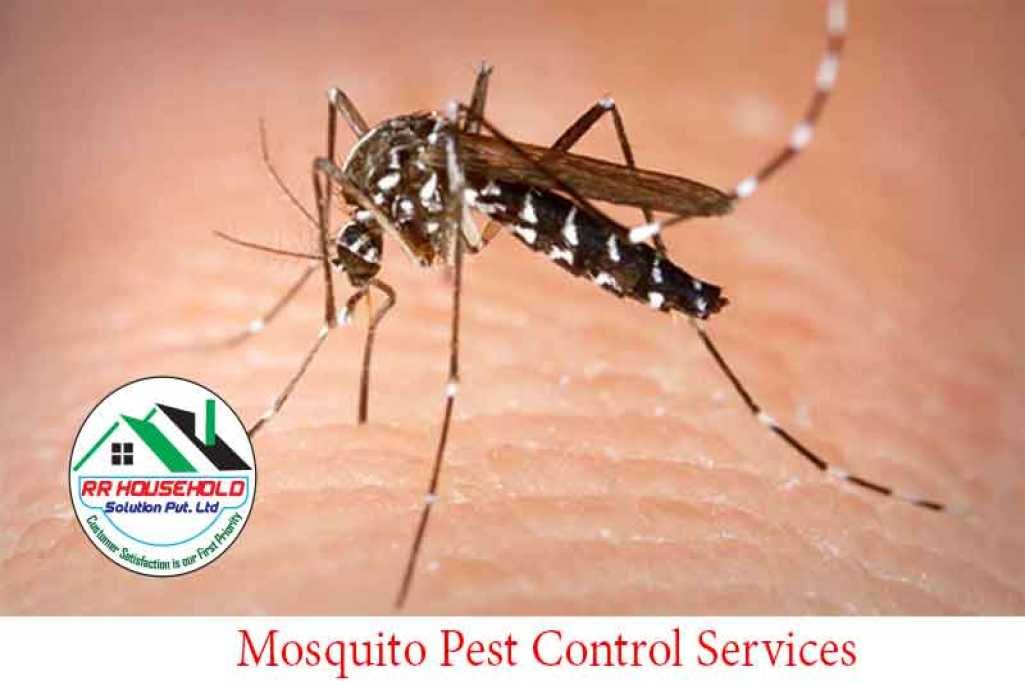 Mosquito Pest Control